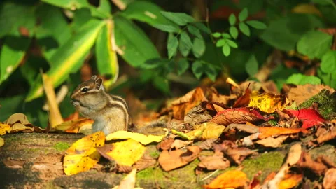 Autumn Chipmunk Stock Footage 332408598