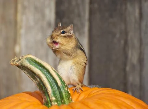 Autumn chipmunk. Stock Photos