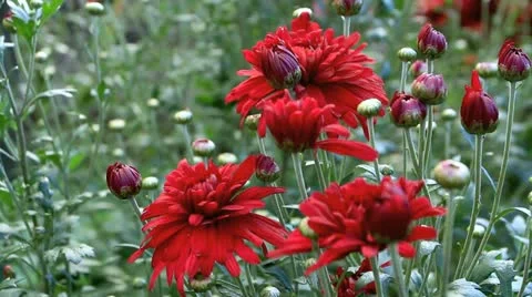 Autumn chrysanthemums. Stock Footage 12304800