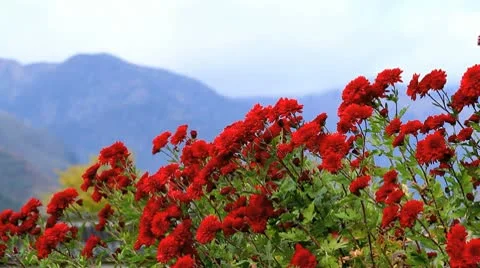 Autumn chrysanthemums with mountains  in the background. Stock Footage 10318191