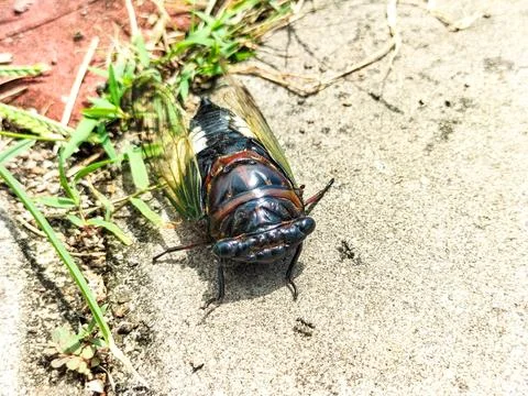 Autumn cicada Stock Photos