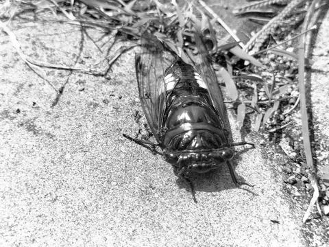 Autumn cicada Stock Photos
