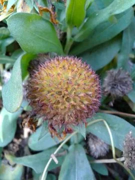 Autumn Circular Flower Stock Photos