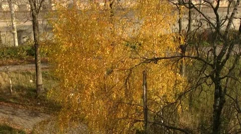 Autumn in a city Stock Footage 8960049