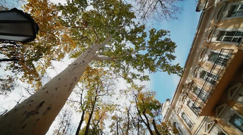 Autumn in the city Stock Footage 32168181