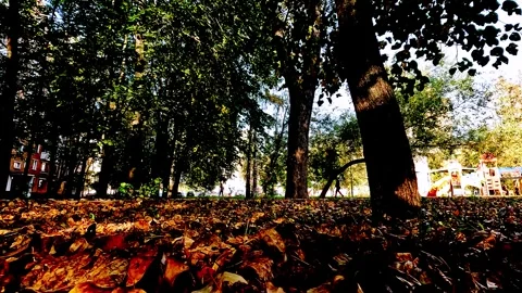 Autumn city landscape. leaf fall in the park Stock Footage 256038287