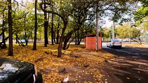 Autumn city landscape. leaf fall in the par Stock Footage 256038363