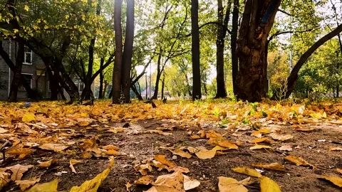 Autumn city landscape. leaf fall in the park Stock Footage 256038395