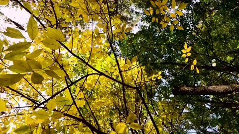 Autumn city landscape. leaf fall in the par Stock Footage 256038446