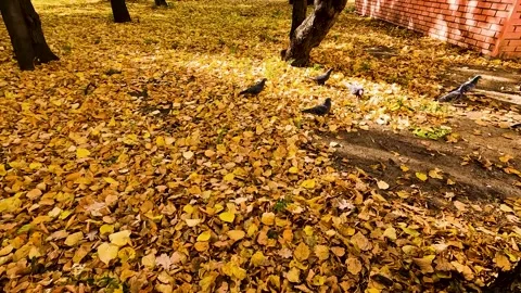 Autumn city landscape. leaf fall in the par Stock Footage 256038447