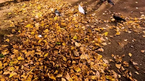 Autumn city landscape. leaf fall in the par Stock Footage 256038512