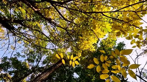 Autumn city landscape. leaf fall in the par Stock Footage 256038595