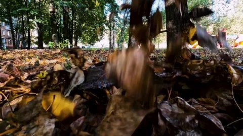 Autumn city landscape. leaf fall in the par Stock Footage 256038597