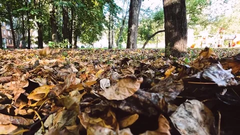 Autumn city landscape. leaf fall in the par Stock Footage 256038691
