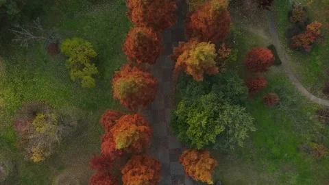 A autumn city park with walking paths, aerial view. Stock Footage 165387681