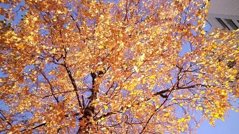Autumn city. Rays of light through pigmented leaves. The branch of the birch Stock Footage 81601247