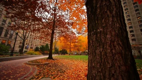 Autumn city square framed by tree trunk Stock Footage 74062047