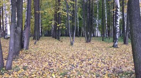Autumn cityscapes. Falling leaves, wilting greens, Stock Footage