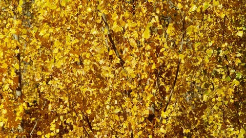Autumn, Clear Sky, Medium Shot, Tilt Up, 30 Seconds Or Greater, Outdoors, Day, Stock Footage 94052276