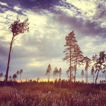 Autumn clearing Stock Photos