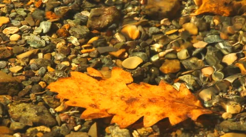 Autumn close up Stock Footage 42789386