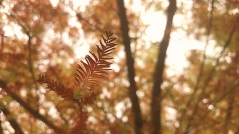 Autumn Close-up Tree Leaf Background Stock Footage 82346092