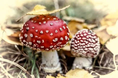Autumn. Closeup of fly agarics. Stock-Fotos