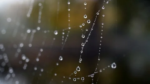 Autumn cobweb with dew drops Stock Footage 122112313