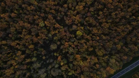 Autumn Codri Stock Footage 290043136