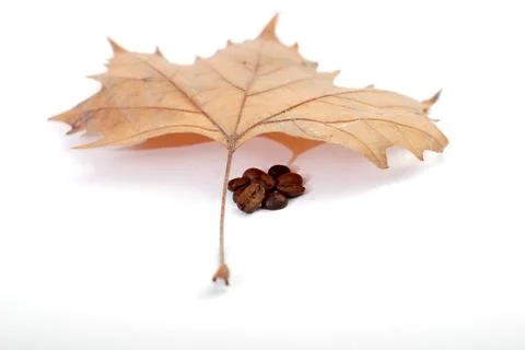 Autumn coffee 스톡 사진