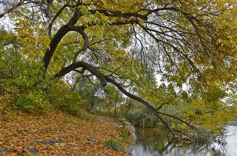 Autumn cold river in the forest Foto stock