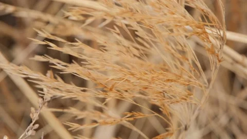 The Autumn cold wind blows on the dry grass and it sways Stock Footage 179359797
