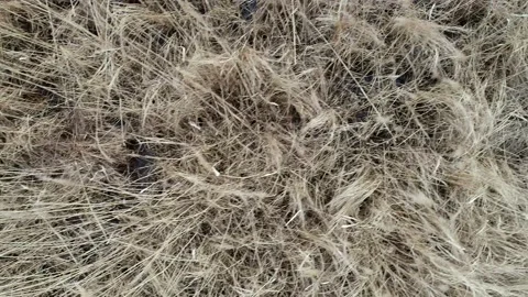 The Autumn cold wind blows on the dry grass and it sways Stock Footage 179368072