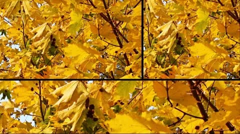 Autumn collage Stock Footage 10711955