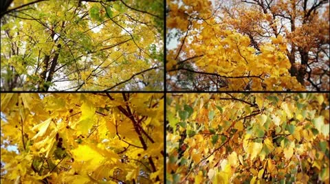 Autumn collage Stock Footage 10821257