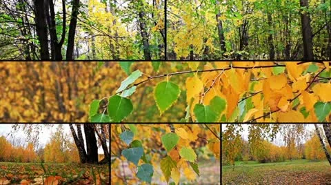 Autumn collage Stock Footage 10831000