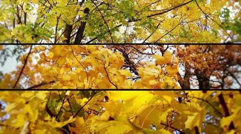 Autumn collage Stock Footage 10831036