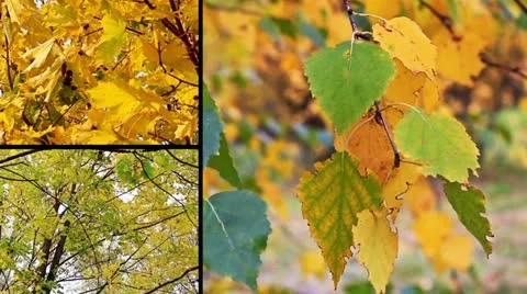 Autumn collage Stock Footage 10833682