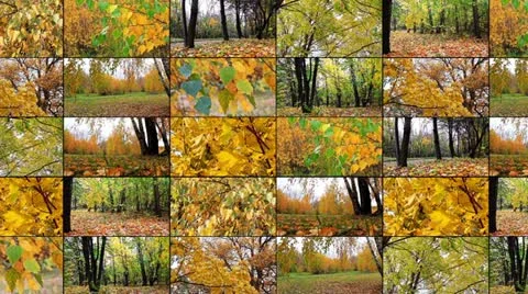Autumn collage Stock Footage 10835090