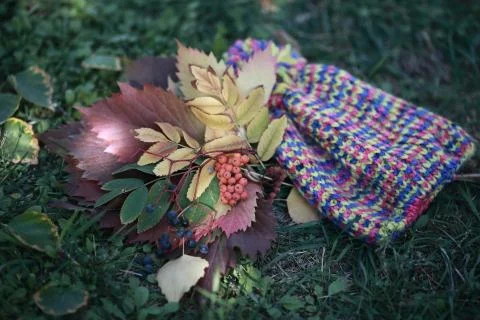 Autumn collage Stock Photos