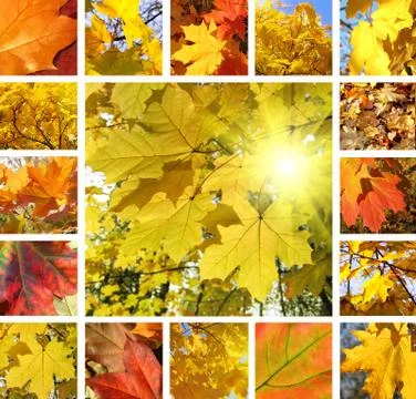 Autumn collage Stock Photos