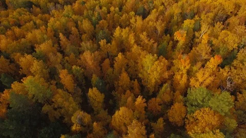 Autumn color fall forest trees aerial shot Stock Footage 98764740