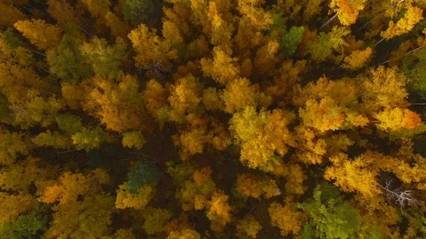 Autumn color fall forest trees aerial shot Stock Footage 98764816