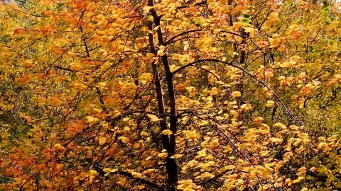 Autumn-color Stock Footage 94916176