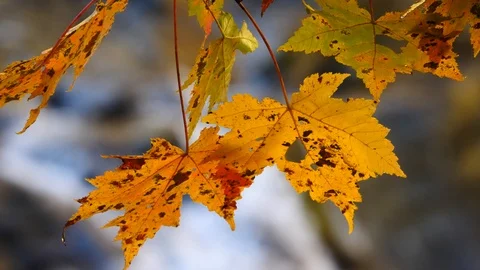 Autumn Color Stock-Footage 119490403