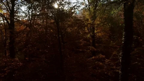 Autumn color inside the forest, large trees with sunshine. Video stock 81204827