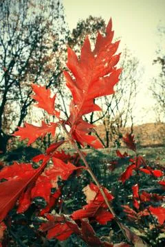 Autumn color leafs during fall Stock Photos