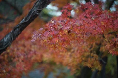 Autumn color of leaves in Kyoto by Old lens Stock Photos