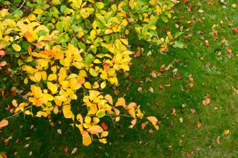 Autumn Color Stock Photos