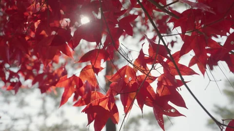 Autumn color red maple leaf under a maple tree and sunlight at Phu Kradueng Stock Footage 167889355